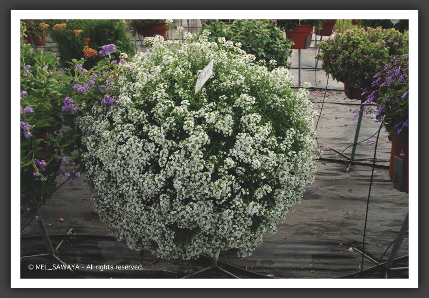 01 Lobularia Snow Princess