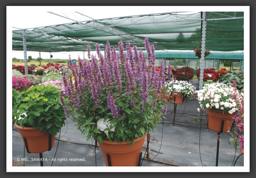 10 Agastache Purple Haze 