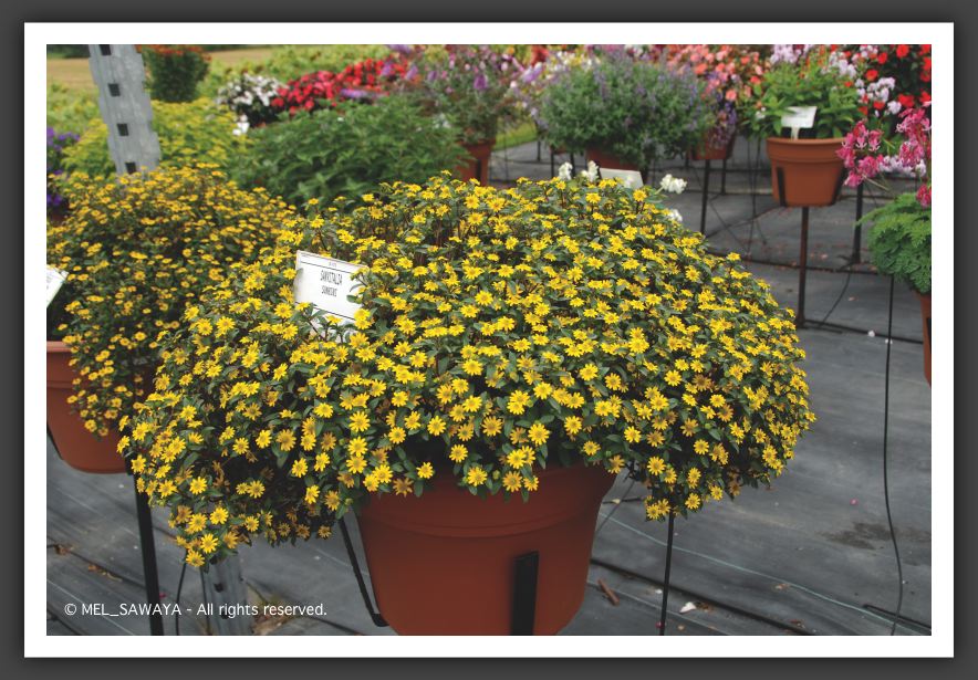 11 Sanvitalia Sunbini