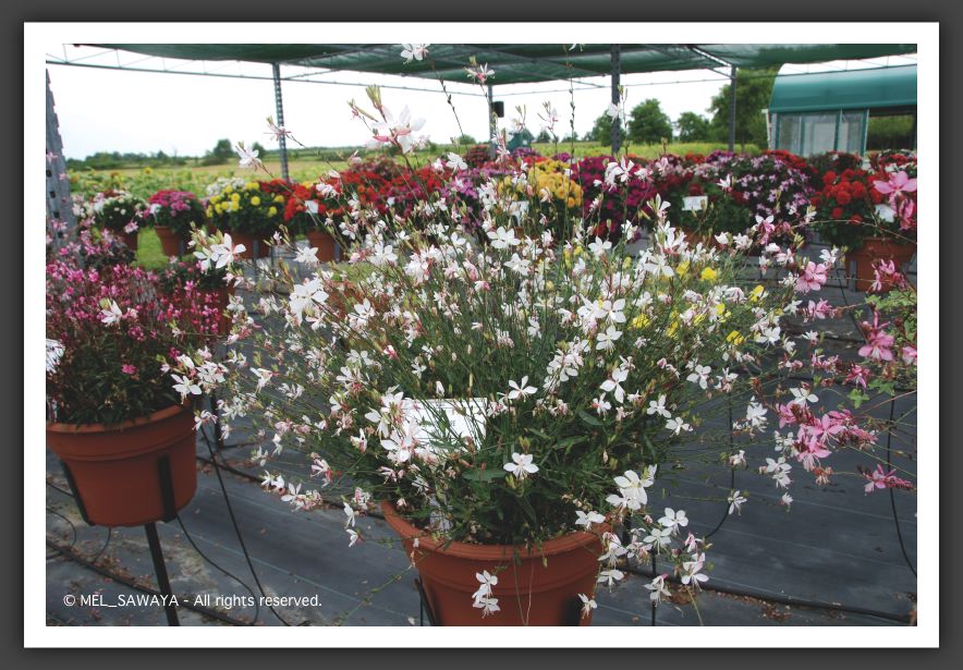 12 Gaura Stratosphere White