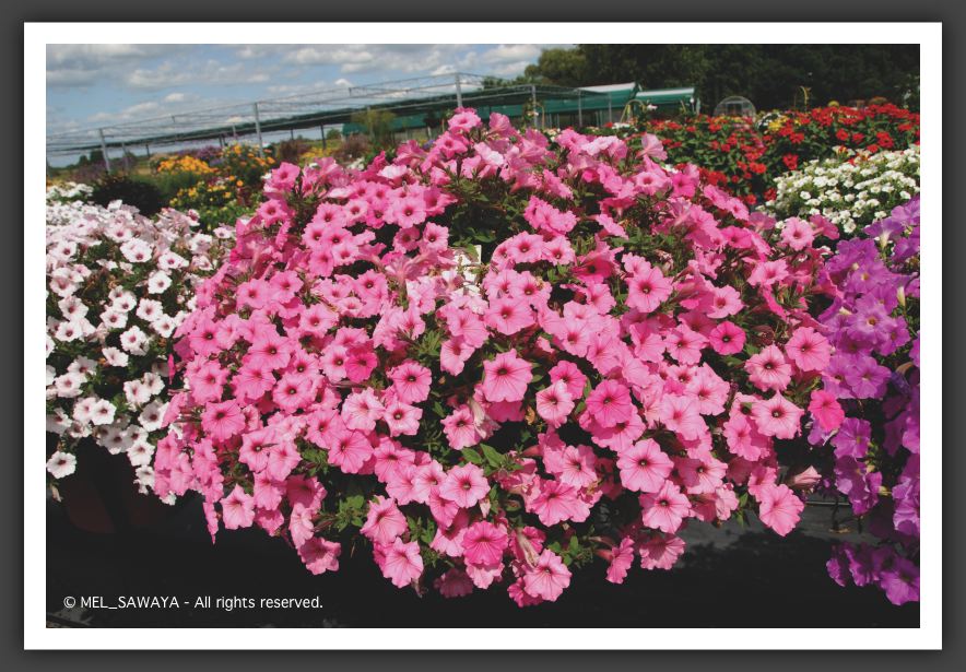 02 Petunia Supertunia Vista Bubblegum