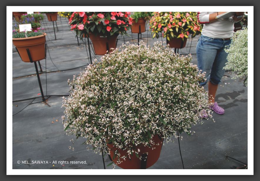 03 Euphorbia Breathless Blush