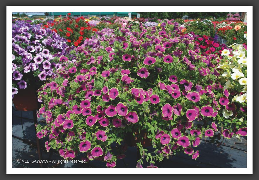 04 Petunia Pretty Much Picasso