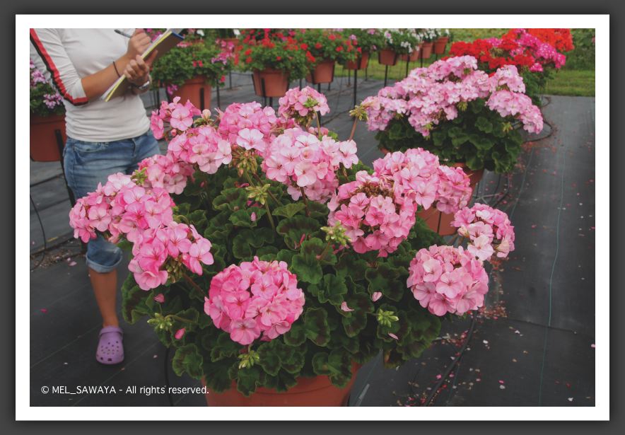 05 Geranium Orbit Appleblossom