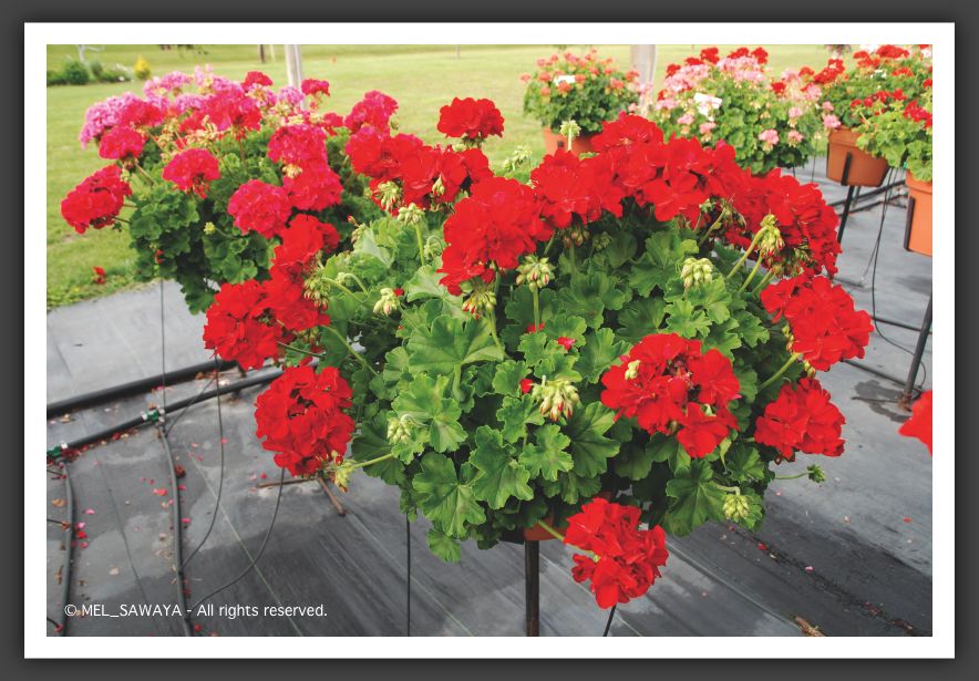 06 Geranium Calliope Dark Red