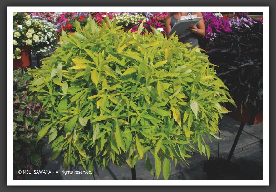 08 Ipomoea Illusion Emeral Lace