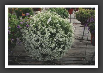 01 Lobularia Snow Princess