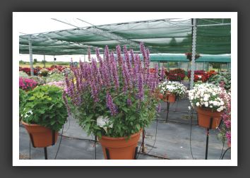 10 Agastache Purple Haze 