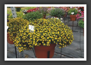 11 Sanvitalia Sunbini