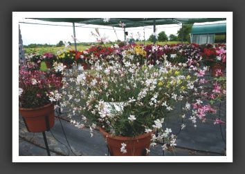 12 Gaura Stratosphere White