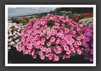 02 Petunia Supertunia Vista Bubblegum
