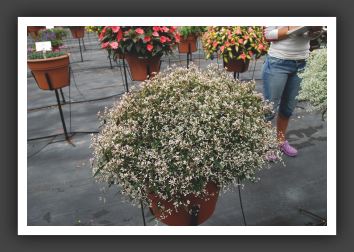 03 Euphorbia Breathless Blush