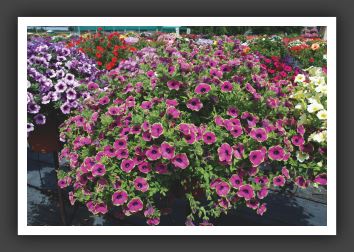 04 Petunia Pretty Much Picasso