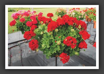 06 Geranium Calliope Dark Red