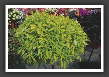 08 Ipomoea Illusion Emeral Lace