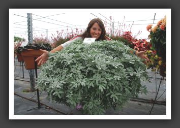 09 Artemisia Silver Cascade