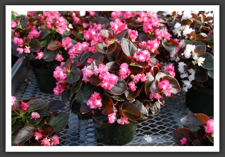 DSC_9600 Begonia Gumdrop Coco-Rose
