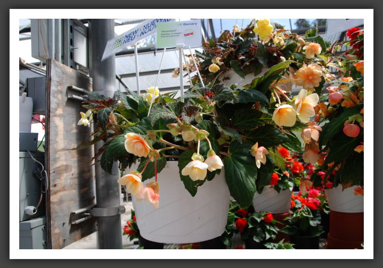 DSC_9646 Tuberous Begonia Illumination Peaches & Cream