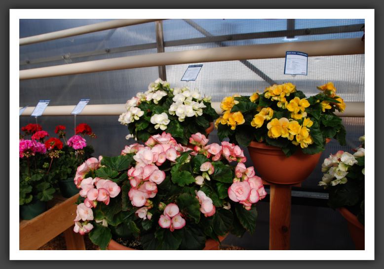 DSC_9590 Riger Begonia Rhine Series