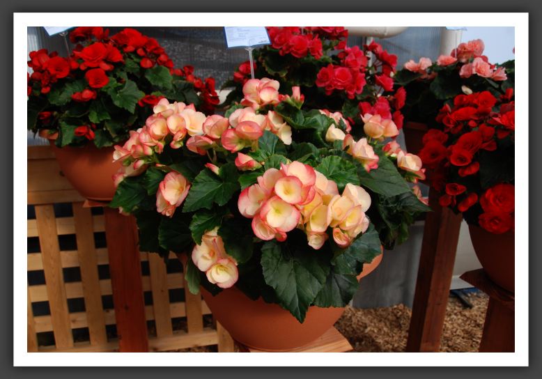 DSC_9591 Riger Begonia Amstel Nerina