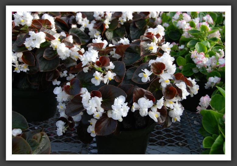 DSC_9599 Begonia Gumdrop Coco-White