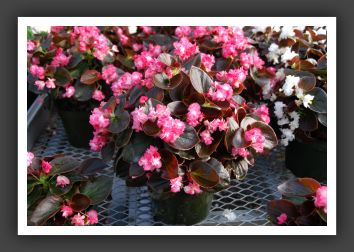 DSC_9600 Begonia Gumdrop Coco-Rose