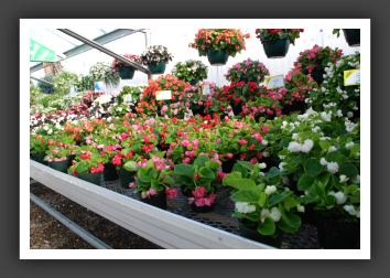 DSC_9601 Begonia Gumdrop Series