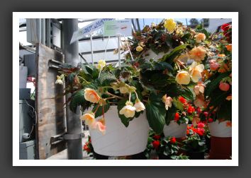 DSC_9646 Tuberous Begonia Illumination Peaches & Cream