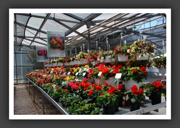 DSC_9660 Tuberous Begonia Series