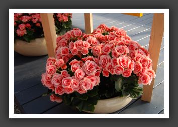 DSC_9734 Rigor Begonia Bens Pinky White