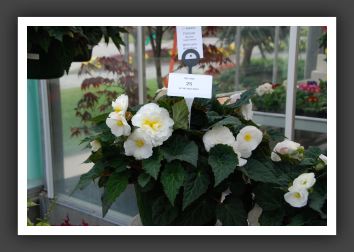 DSC_9516 Tuberous Begonia Fortune Whith with Rose Back
