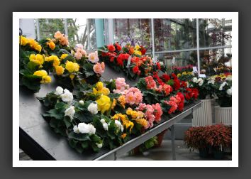 DSC_9517 Tuberous Begonia Fortune Series