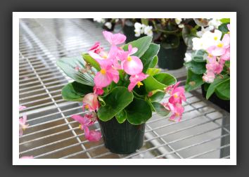 DSC_9519 Begonia Emperor Pink