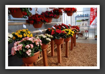DSC_9589 Riger Begonia Mix