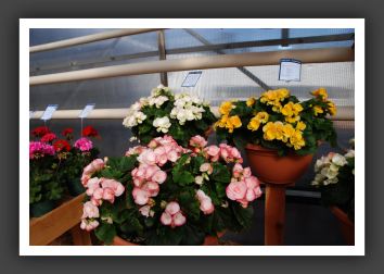DSC_9590 Riger Begonia Rhine Series