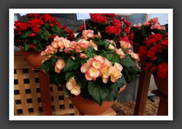 DSC_9591 Riger Begonia Amstel Nerina