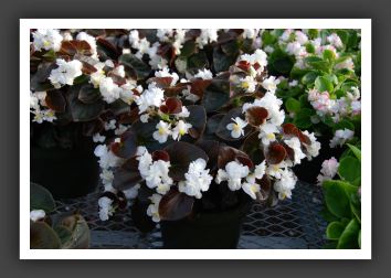 DSC_9599 Begonia Gumdrop Coco-White